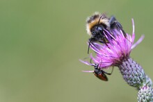 Closeup Of Broken-belted Bumblebee On Thistle With Green Blurred Background
