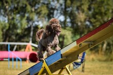 Cute Brown Standard Poodle Playing In Dog Playground