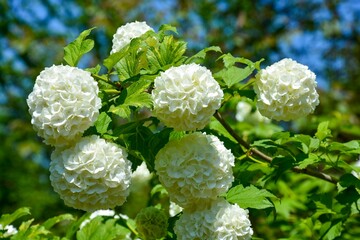 Closeup of viburnum opulus snowball tree