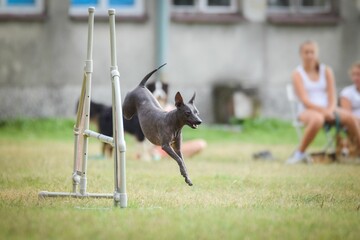Wall Mural - Shallow focus of Mexican hairless dog on a grass in playground for dogs