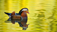 Male Mandarin Duck Swimming, Reflecting In The Water, A Pair Of Hooded Merganser Swimming In The Pond.