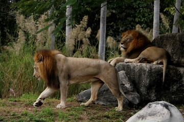 Sticker - Pair of Asiatic lions in the forest with grass and plants