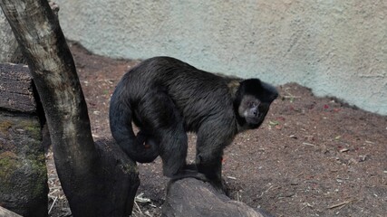 Canvas Print - Closeup shot of a black Capuchin Monkey on dusty ground looking back to the camera