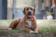 © robertharding - Broholmer brown dog breed lying on the grass and looking into camera, Italy
