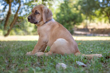 Brown Broholmer Dog Breed Puppy Sitting On The Grass, Italy