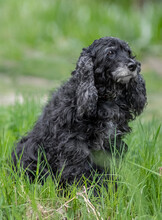 Black Cocker Spaniel Dog Breed Sitting In The Grass, Italy