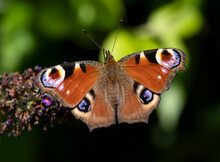 Peacock Butterfly (Aglais Io), Cheshire, England, United Kingdom