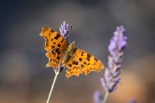 Comma Butterfly (Polygonia C-album) On Lavender (Lavandula), Cheshire, England, United Kingdom