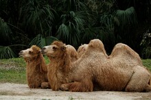 Pair Of Bactrian Camels Sitting In The Park