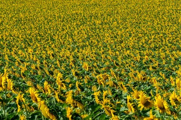 Sticker - Beautiful view of a growing sunflowers (Helianthus annuus) huge field. Auvergne Rhone Alpes, France