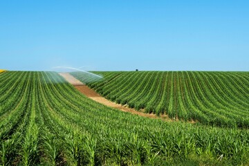 Wall Mural - View of Watering system watering huge field of maize under blue sky Auvergne Rhone Alpes. France