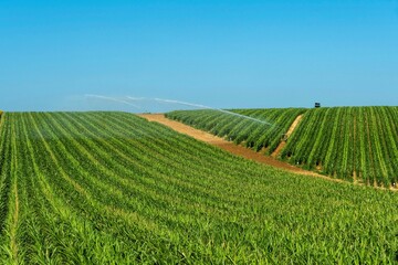 Wall Mural - View of Watering system watering huge field of maize under blue  sky Auvergne Rhone Alpes. France