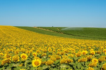 Wall Mural - View of watering system watering huge field of maize and sunflower Auvergne Rhone Alpes. France