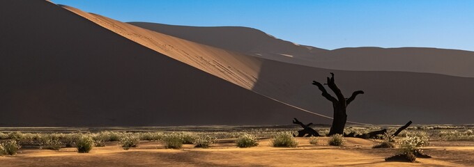 Sticker - Namibia, the Namib desert, dead acacia
