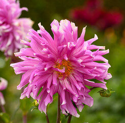 Poster - Beautiful close-up of a pink dahlia