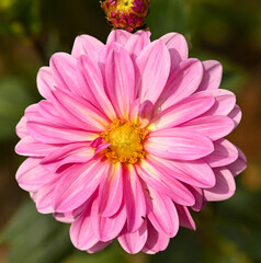 Sticker - Beautiful close-up of a pink dahlia