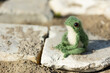 Knitted frog - a toy sits on the boards