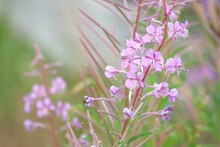 Closeup Shot Of Pink Wildflowers Blooming In A Field