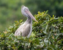 Grey Pelican (Pelecanus Philippensis), Also Known As The Spot-billed Pelican Resting On Branches