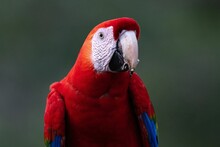 Beautiful View Of A Red Parrot On A Blurred Background