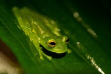 Green Glass Frog In Its Natural Environment