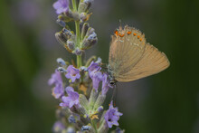 Closeup Of A Butterfly On Lavander Blossom