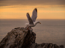Gentle Sunset With Gull On Rocks About To Fly And Clouds. North Devon Coast.