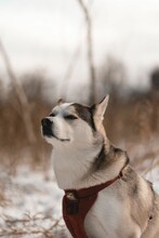 Vertical Shot Of Siberian Husky Isolated In Blurred Background In Winter