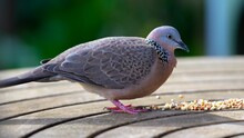 Closeup Shot Of A Spotted Dove Eating Bird Seeds On Wooden Surface