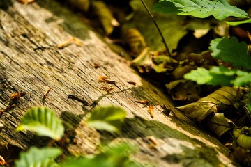 Poster - Closeup of a spider on the bark of an old  tree