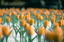 Small Artificial Yellow Tulips On A Blurred Background