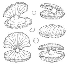 Seashell With Pearl Inside, Hand Drawn Sketch Vector Illustration Isolated On White Background.