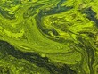 Close up view of algae on the surface of a pond