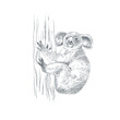 Realistic hand drawn koala bear on tree. Australian  wildlife. Vector illustration
