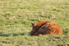 Closeup View Of A Cute Little Calf Sleeping In A Field During A Sunny Day