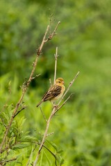 Sticker - Vertical shot of a small bird perching on a dried branch against a blurred background