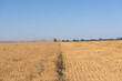 © Mariia Human - Combine harvester harvests wheat in a wheat field
