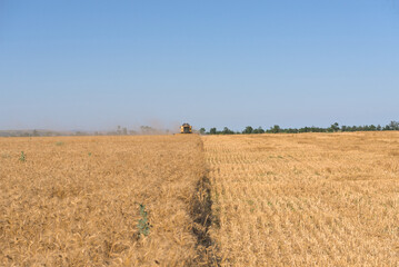 Combine harvester harvests wheat in a wheat field