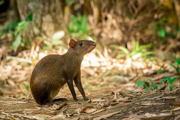 Wall Mural - Closeup shot of a common agouti in the forest on a sunny day