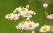 Closeup Shot Of Philadelphia Fleabane Wildflowers - Erigeron Philadelphicus