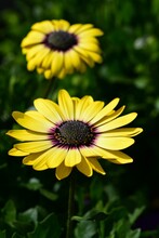 Selective Focus Of Yellow African Daisy
