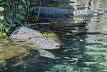 Lazy Nile Crocodile Sunbathing By The Water.