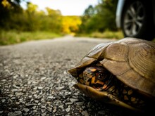 Closeup Of A Three-toed Box Turtle On A Road In The Countryside