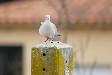 Sticker - Dove perched on a stony surface