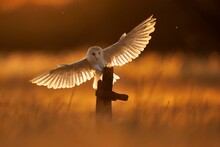Shallow Focus Shot Of Barn Owl Perched On Wooden Surface In The Blur Wheat Field