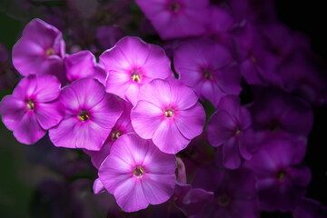 Wall Mural - bouquet of purple flowers in the garden. bright pink phlox are growing wonderfully in our yard in wi