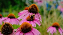 Closeup Of A Bumblebee Pollinating Purple Coneflower Growing In A Shrub