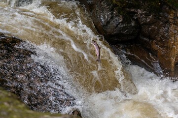 Poster - Atlantic Salmon  (Salmo salar) leaping a waterfall in Scotland, United Kingdom