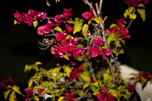 Bougainvillea Glabra Deep Red Purple With White Flowers Beautiful Close Up Bokeh Dreamy At Night