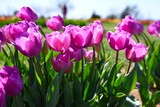 Fototapeta Tulipany - Tulip fields of gardening dreams!
